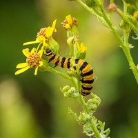 A Caterpillar in Buddha&rsquo;s Garden